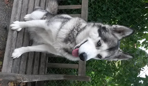 Husky Trekking & Tipi Abenteuer Unsere Huskys Husky Trekking & Tipi