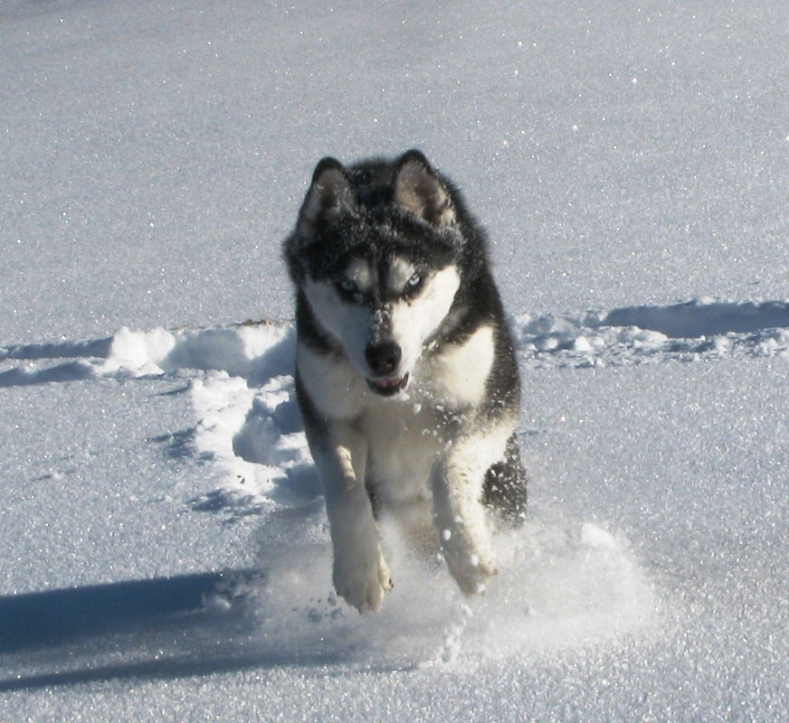 Husky Trekking & Tipi Abenteuer Unsere Huskys Husky Trekking & Tipi